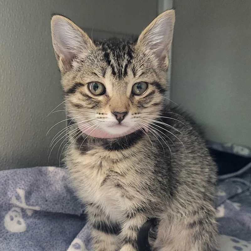 A baby small-sized female Brown / Chocolate Domestic Short Hair cat named Miney for adoption in Chattanooga, TN