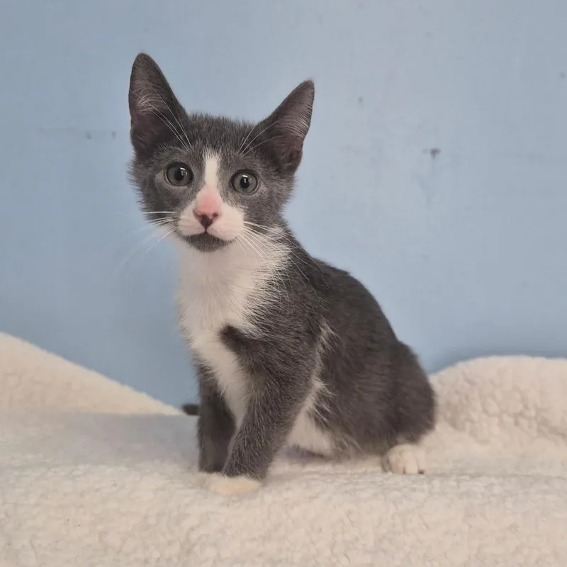 A baby small-sized male Gray / Blue / Silver Domestic Medium Hair cat named Oak for adoption in Wahiawa, HI
