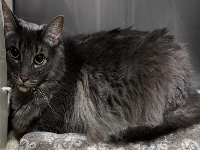 An adult medium-sized female Gray / Blue / Silver Domestic Long Hair cat named Pearl for adoption in Woodland, CA