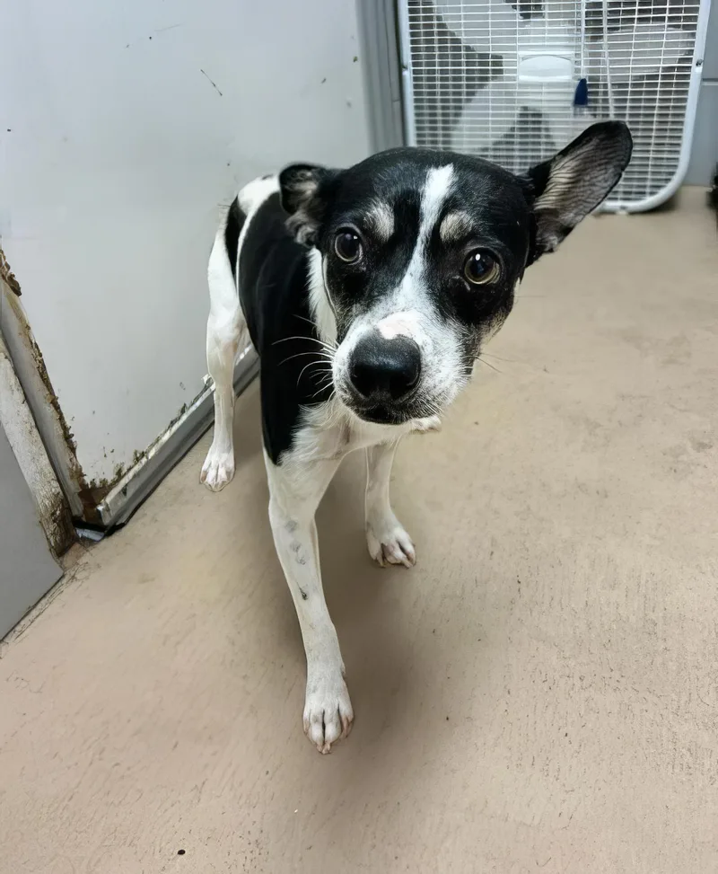 An adult small-sized male Black Mixed Breed dog named Taki for adoption in Nashville, TN