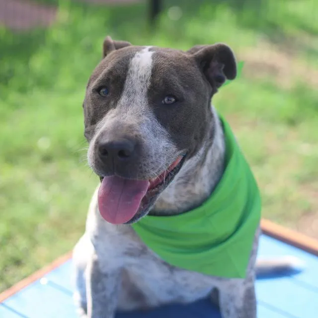 A young medium-sized female German Shorthaired Pointer dog named Mama for adoption in San Antonio, TX