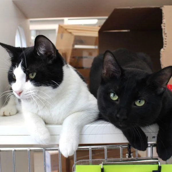 An adult small-sized male Domestic Short Hair cat named Oreo Bonded Buddy for adoption in Des Moines, IA