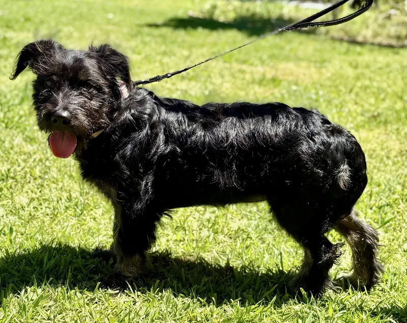 A baby small-sized female Schnauzer dog named Scrunchie for adoption in Palo Alto, CA