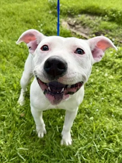 An adult medium-sized female Pit Bull Terrier dog named Sussudio for adoption in New Orleans, LA