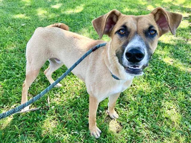 A young medium-sized male German Shepherd Dog dog named Oakly for adoption in Albuquerque, NM