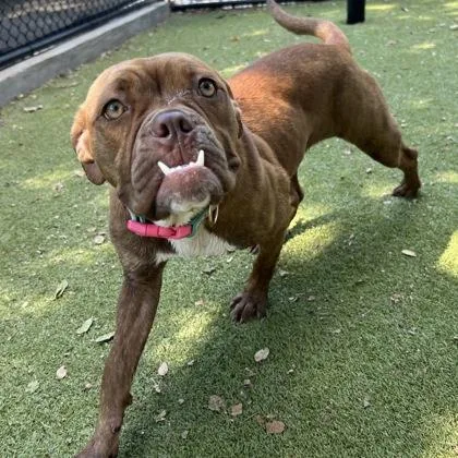 An adult medium-sized female English Bulldog dog named Frankie for adoption in Morton Grove, IL