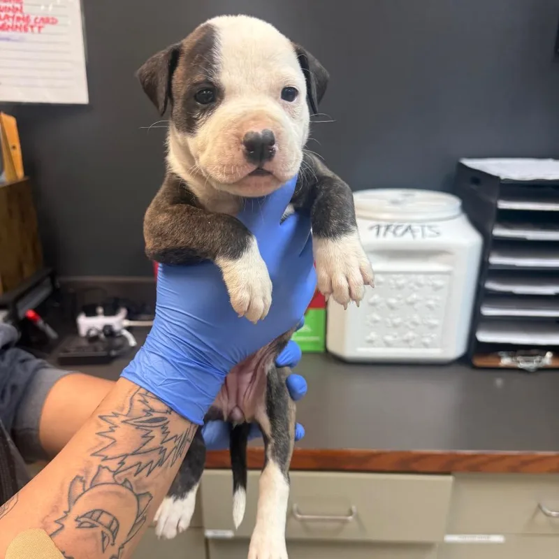 A baby small-sized female Brown / Chocolate Mixed Breed dog named Bacon Egg & Cheese for adoption in Springboro, OH