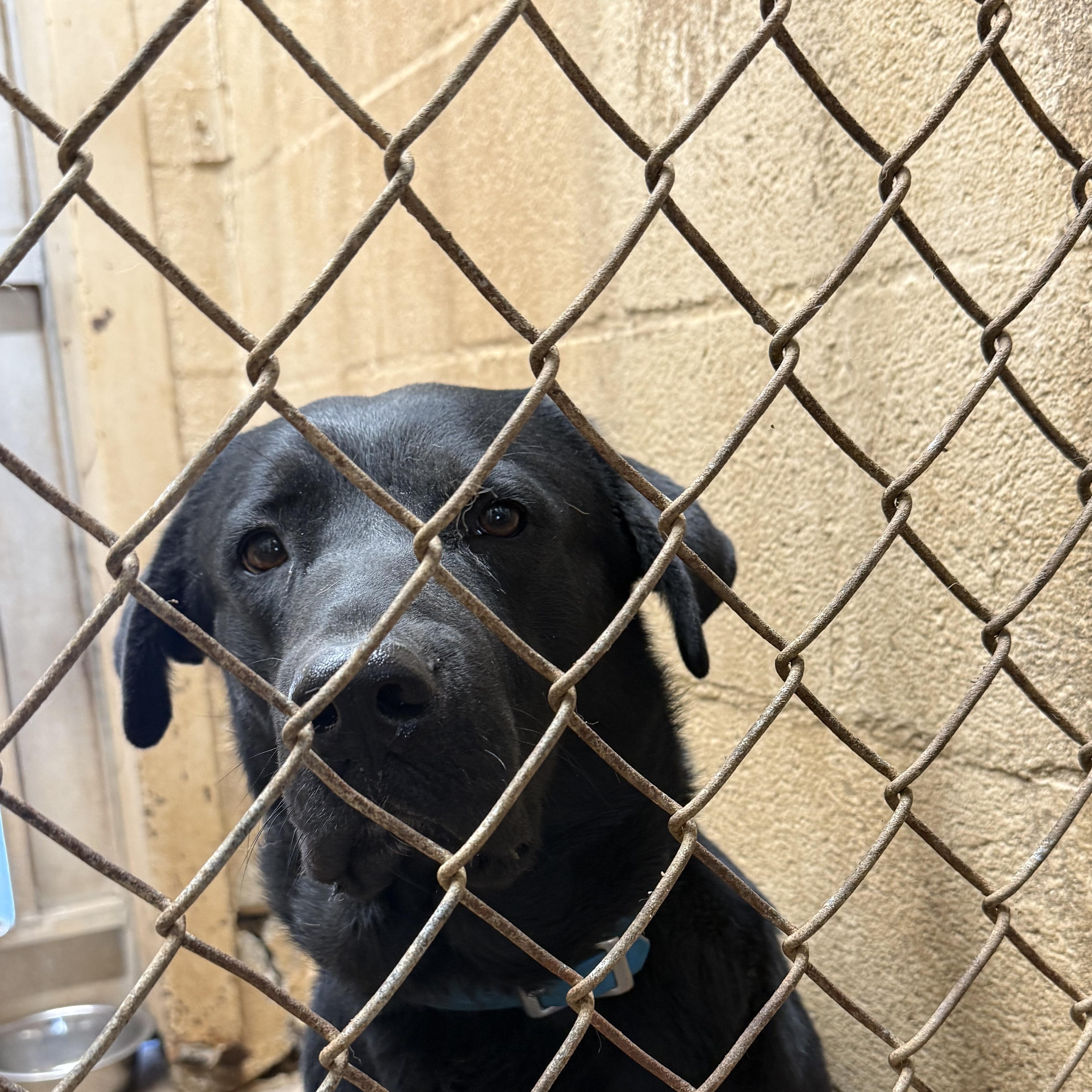 An adult large-sized male Black Labrador Retriever dog named Ryuke for adoption in Blue Springs, MO