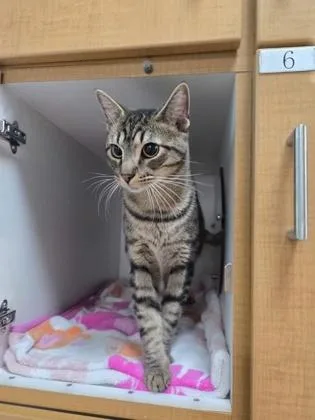 An adult medium-sized male Domestic Short Hair cat named Odin for adoption in Savannah, GA