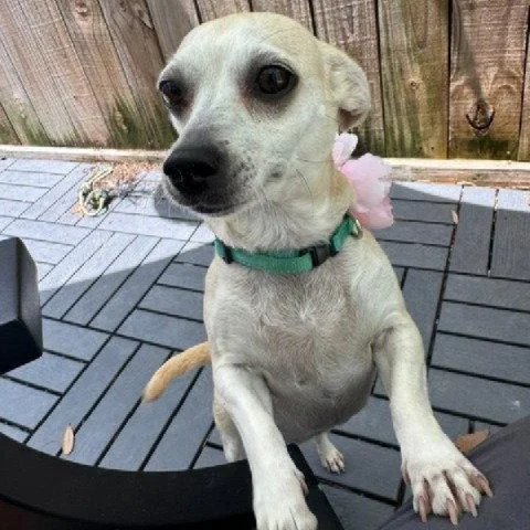 An adult small-sized female Chihuahua dog named Kate bestieofKathy for adoption in Houston, TX