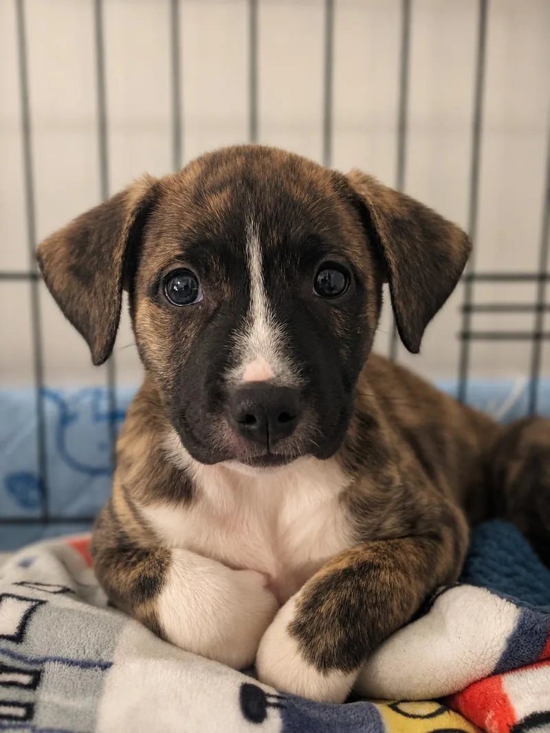 A baby medium-sized female Brindle Pit Bull Terrier dog named Callie for adoption in Evans, GA