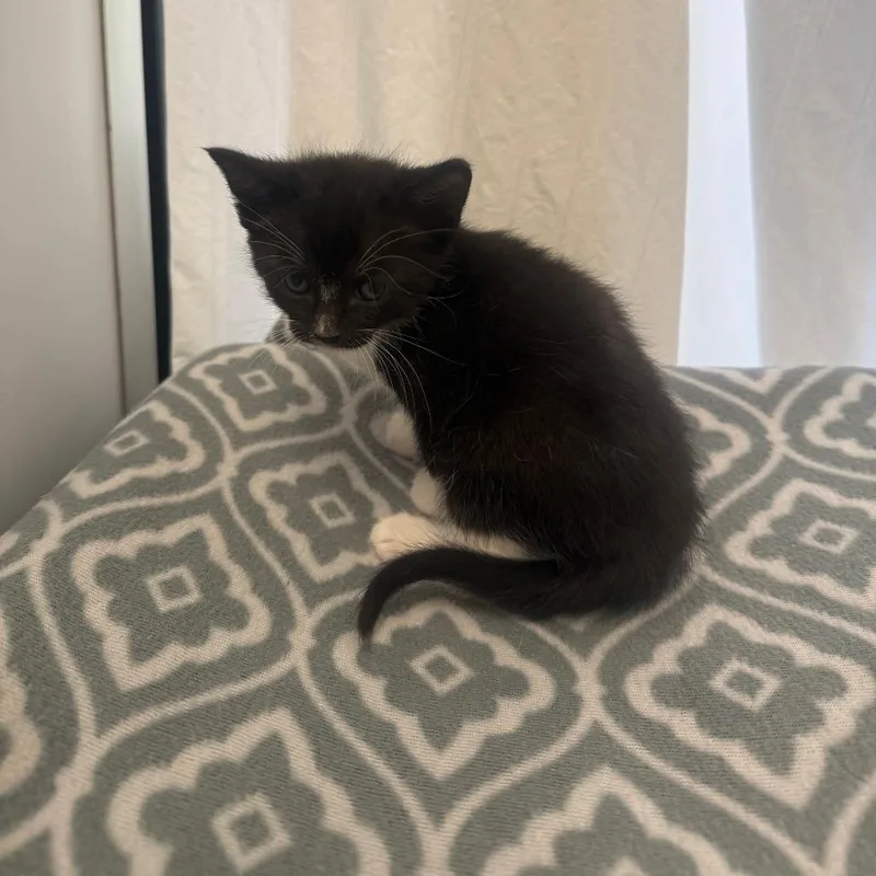 A baby small-sized female Gray / Blue / Silver Domestic Short Hair cat named Monica for adoption in Fort Bragg, CA