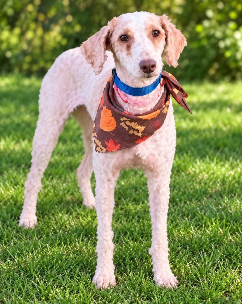 An adult small-sized female White / Cream Miniature Poodle dog named Lady for adoption in Georgetown , CA