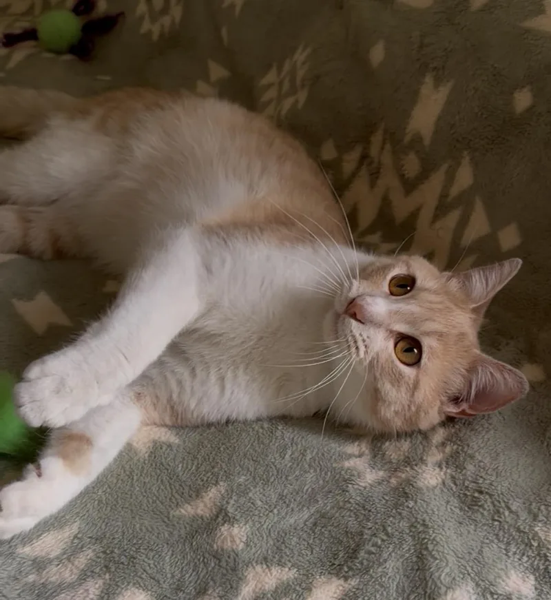 Garfield thumbnail 2