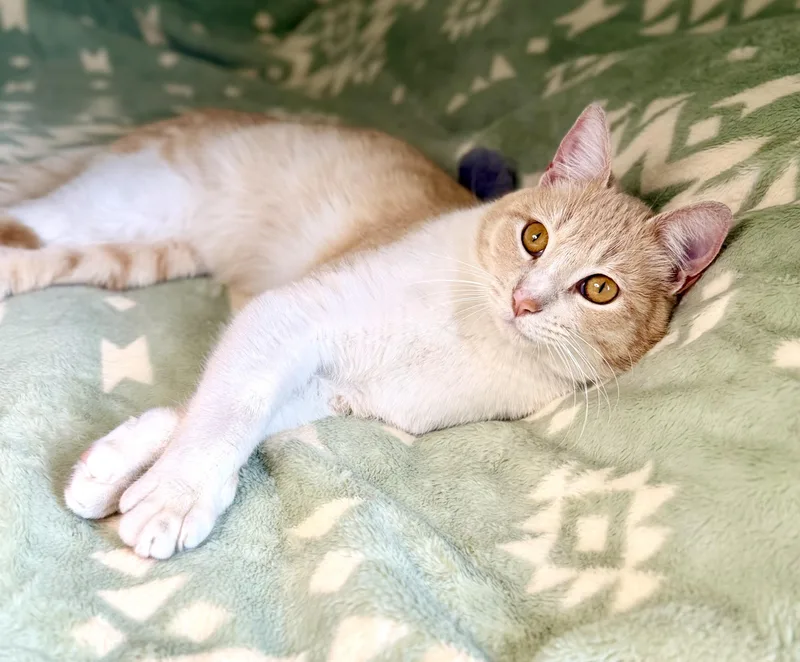 Garfield thumbnail 3