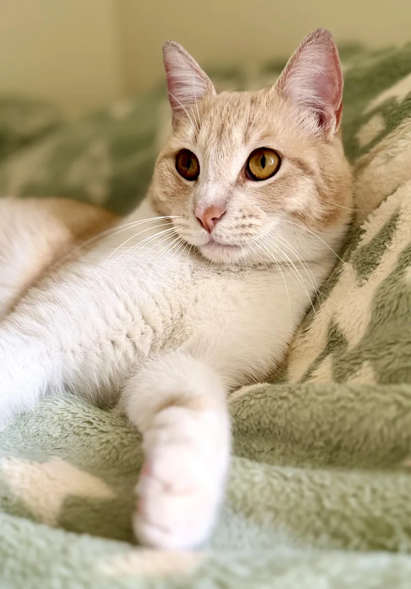 A young medium-sized male Orange & White American Shorthair cat named Garfield for adoption in San Rafael, CA