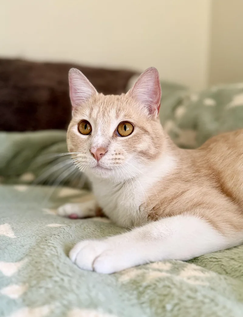 Garfield thumbnail 4