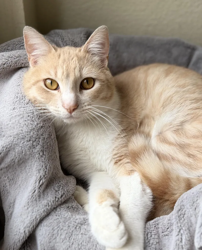 Garfield thumbnail 5