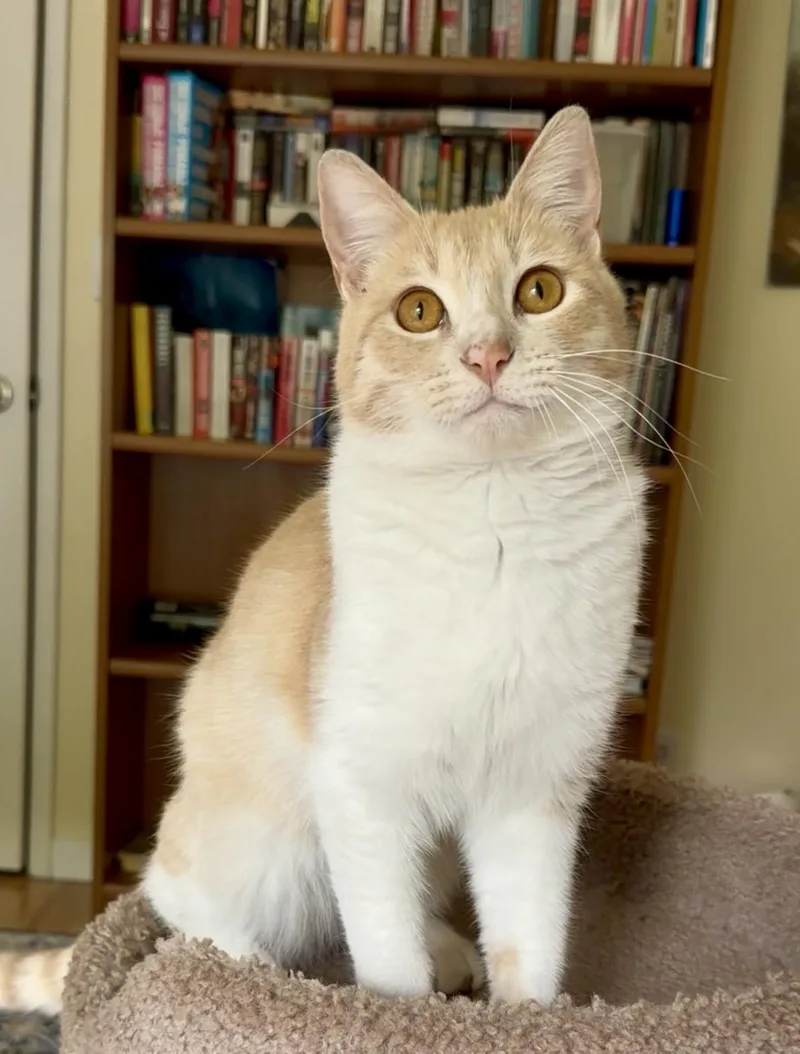 Garfield thumbnail 6