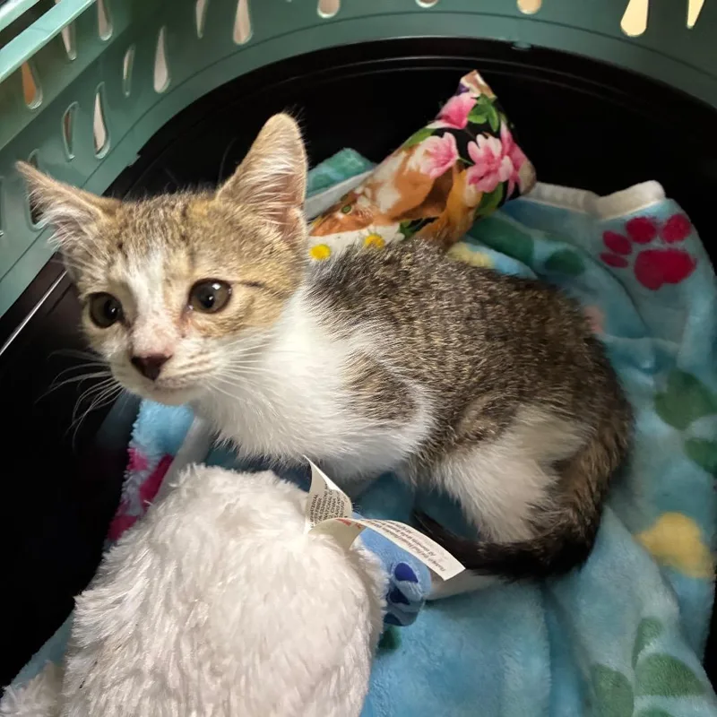 A baby small-sized female Brown / Chocolate Domestic Short Hair cat named Baby Bass for adoption in Windsor, VA