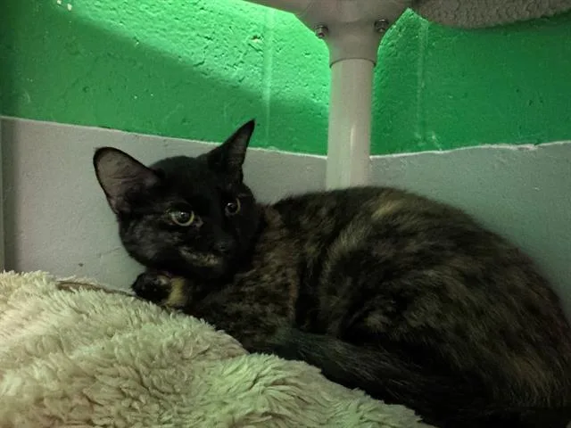 A young medium-sized female Domestic Short Hair cat named Lieg for adoption in Peoria, IL