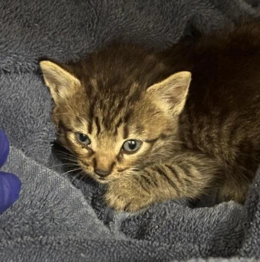 A baby medium-sized male Domestic Short Hair cat named Kaze for adoption in Dallas, TX