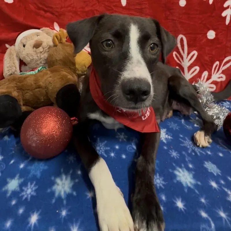 An adult medium-sized female Black Mixed Breed dog named Ribbon for adoption in Monroeville, AL