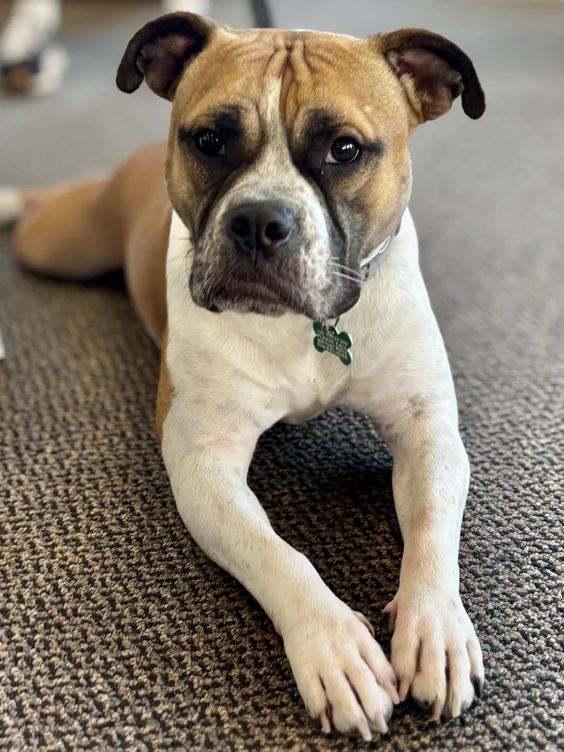 A young medium-sized female White / Cream Boxer dog named Yuno for adoption in Midlothian, VA