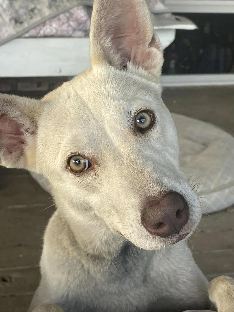 A young medium-sized female Labrador Retriever dog named Amber for adoption in Mobile, AL
