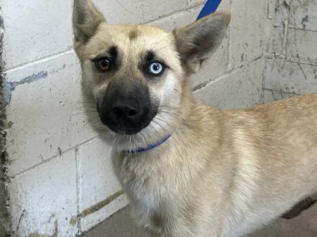 A young medium-sized female Siberian Husky dog named Honey Jane for adoption in San Bernardino, CA