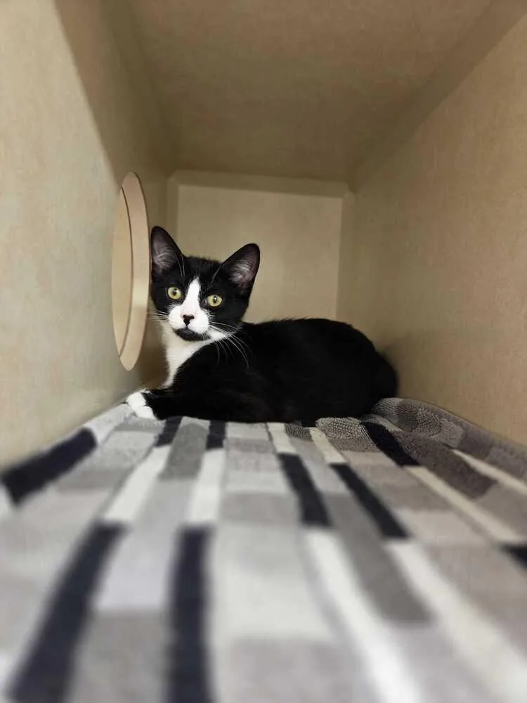 A baby medium-sized female Black & White / Tuxedo Domestic Short Hair cat named Remi for adoption in Elmsford, NY
