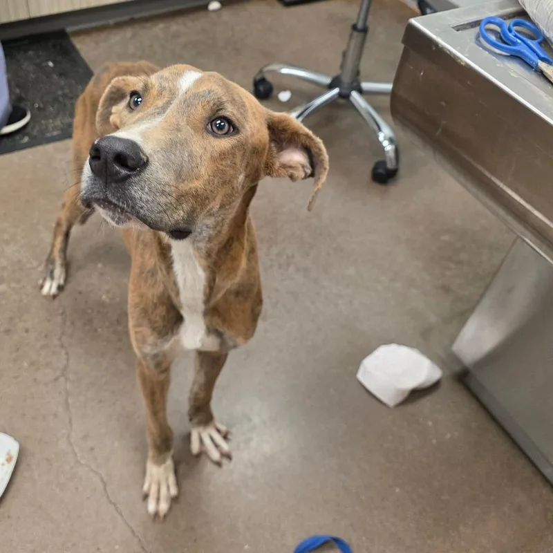 An adult medium-sized male Brindle Mixed Breed dog named Chipper for adoption in Chattanooga, TN