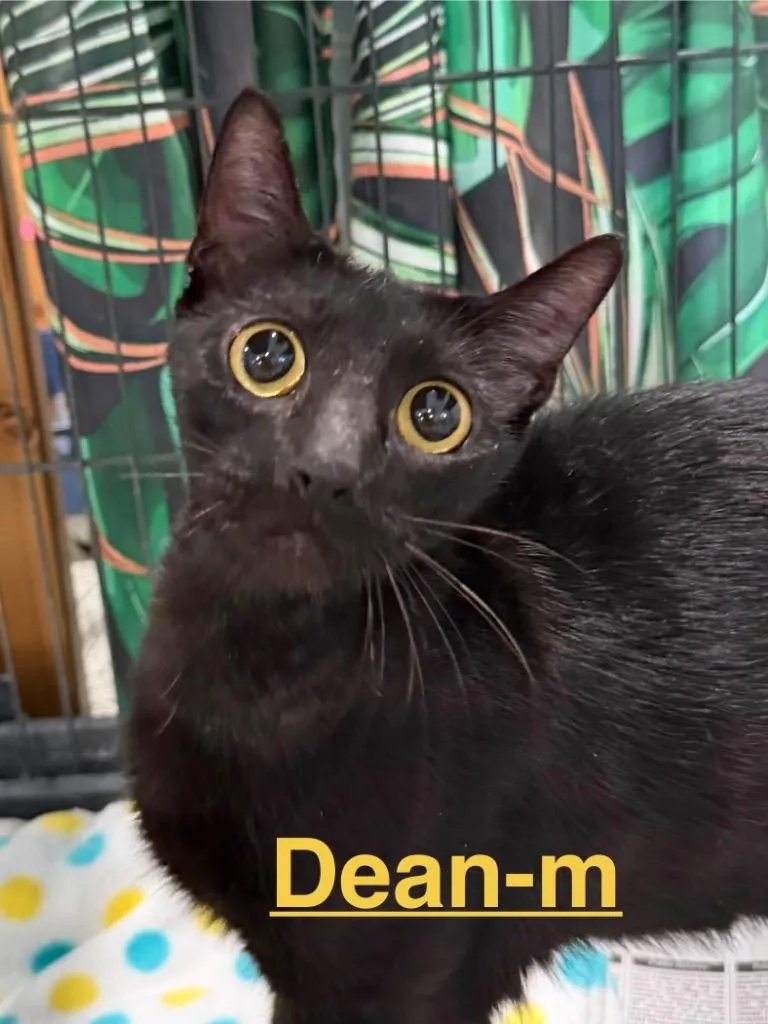 Dean
