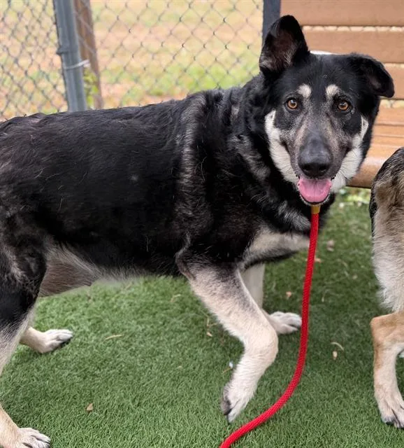 An adult large-sized female Mixed Breed dog named Sage for adoption in Columbia, SC