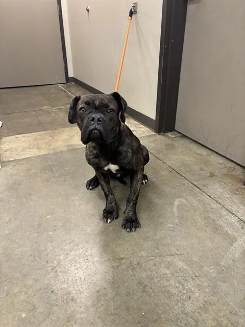 A young large-sized female Boxer dog named Betty for adoption in Ontario, CA