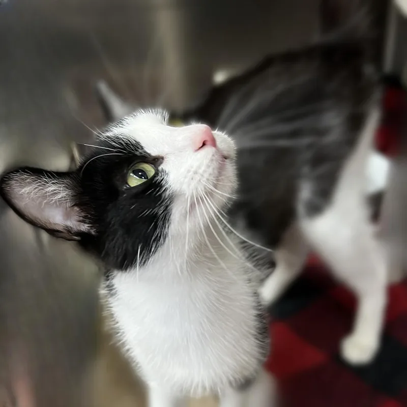 An adult large-sized female Black Domestic Short Hair cat named Cookie for adoption in Springfield, IL