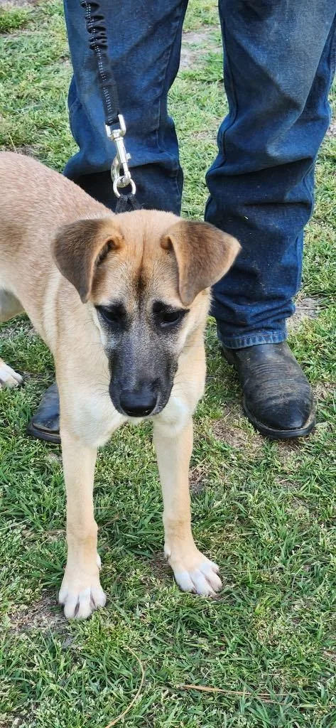 Munchee Aka Alice thumbnail 4