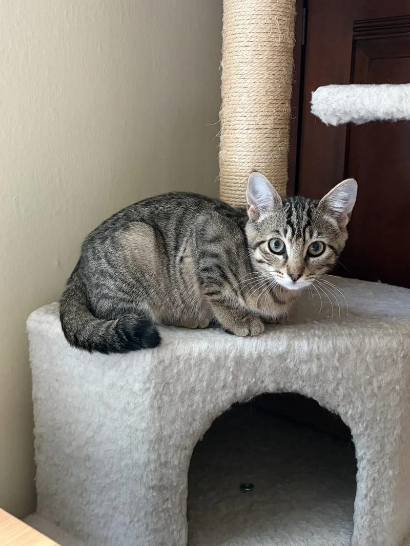 A baby medium-sized female Tabby (Gray / Blue / Silver) Domestic Short Hair cat named Nubbin for adoption in Seattle, WA