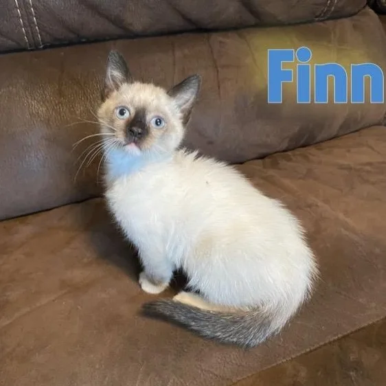 A baby medium-sized male Buff / Tan / Fawn Domestic Short Hair cat named Finn for adoption in Santa Rosa, CA