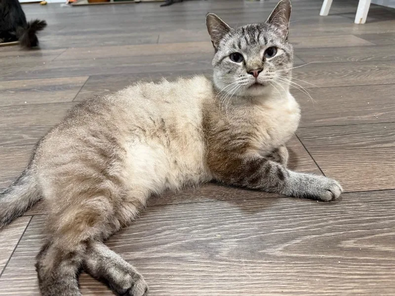 Tuna