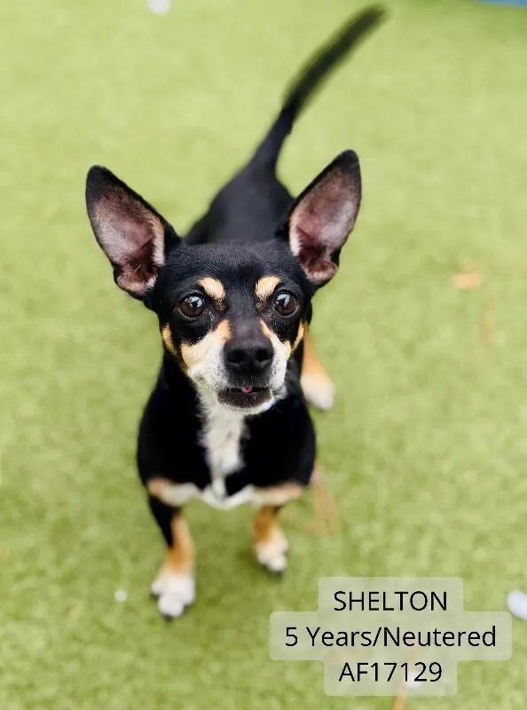 An adult small-sized male Chihuahua dog named Shelton for adoption in Supply, NC