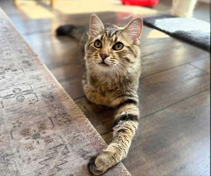 A baby medium-sized male Tabby (Brown / Chocolate) Tabby cat named Wilfie & Winnie for adoption in Maryville, TN