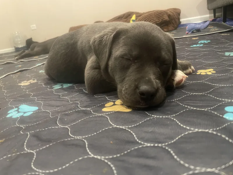 A baby large-sized male Gray / Blue / Silver Catahoula Leopard Dog dog named Bluey for adoption in Union Grove, WI