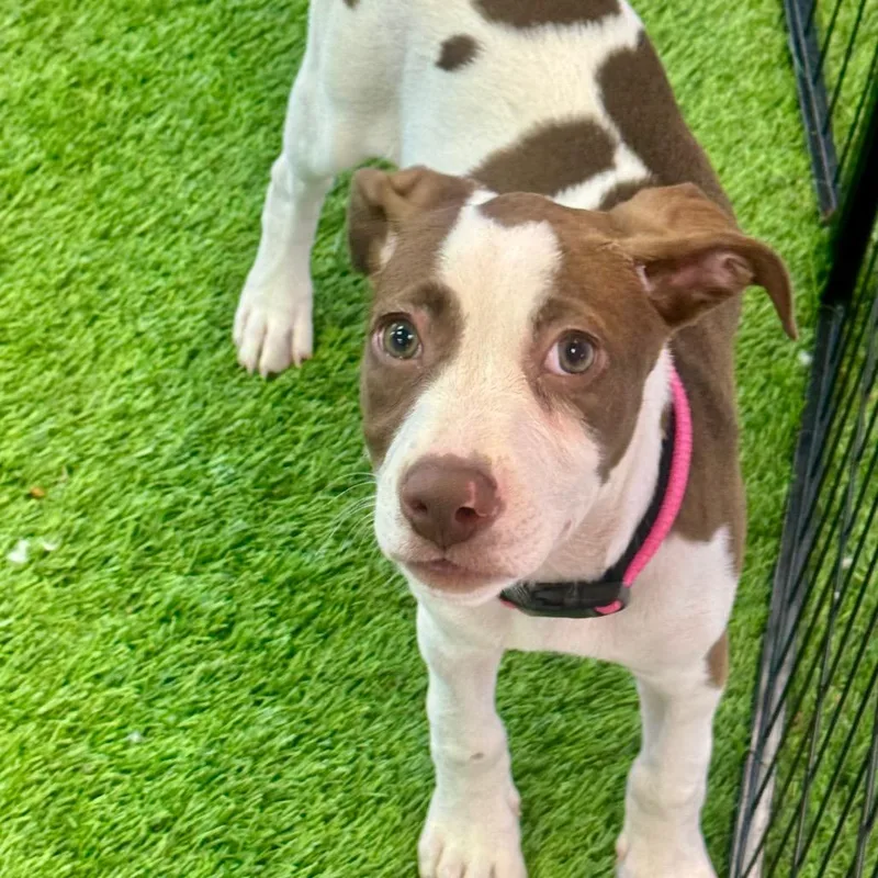 A baby medium-sized female White / Cream Mixed Breed dog named Sina for adoption in Huntsville, AL