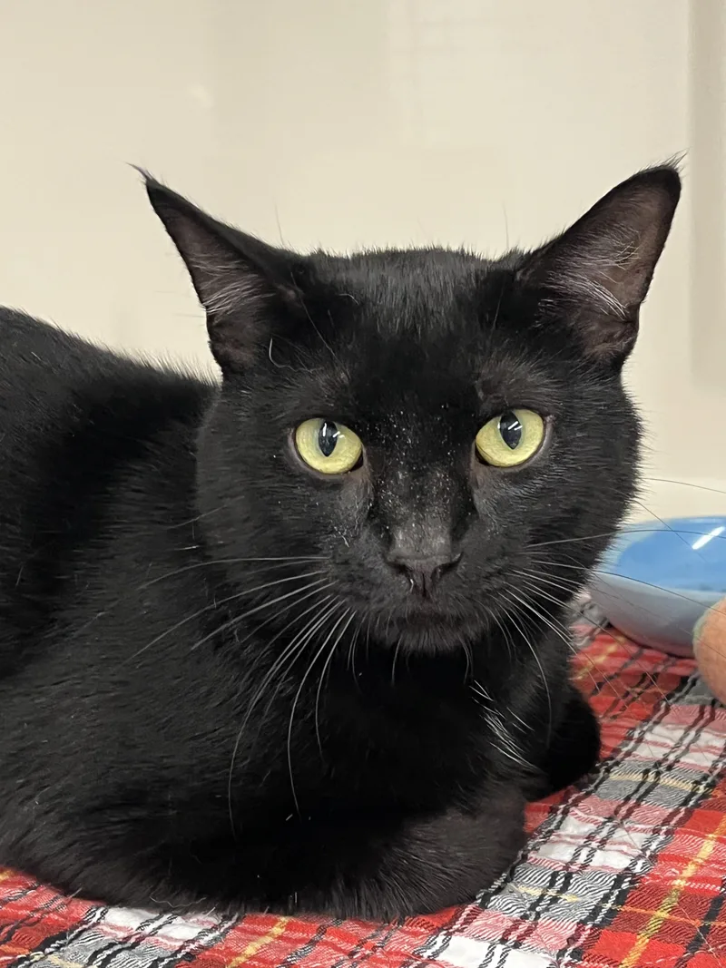 A young medium-sized male Black Domestic Short Hair cat named Ambrose for adoption in Harrison, NY