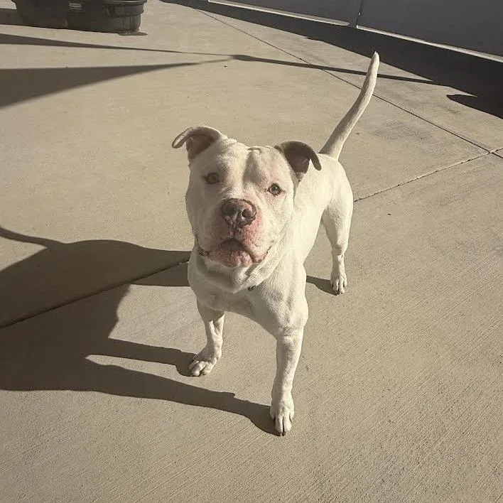 An adult large-sized male White / Cream Pit Bull Terrier dog named Odin for adoption in Harrisonburg, VA