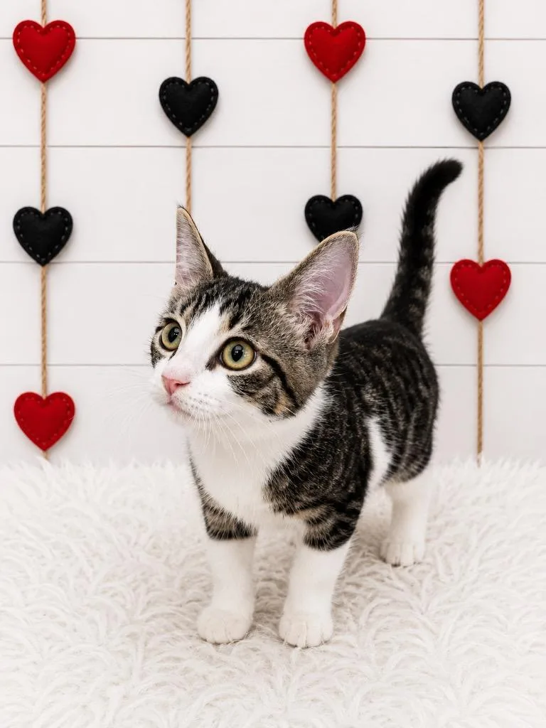 A baby small-sized male Domestic Short Hair cat named Klaus for adoption in Corpus Christi, TX