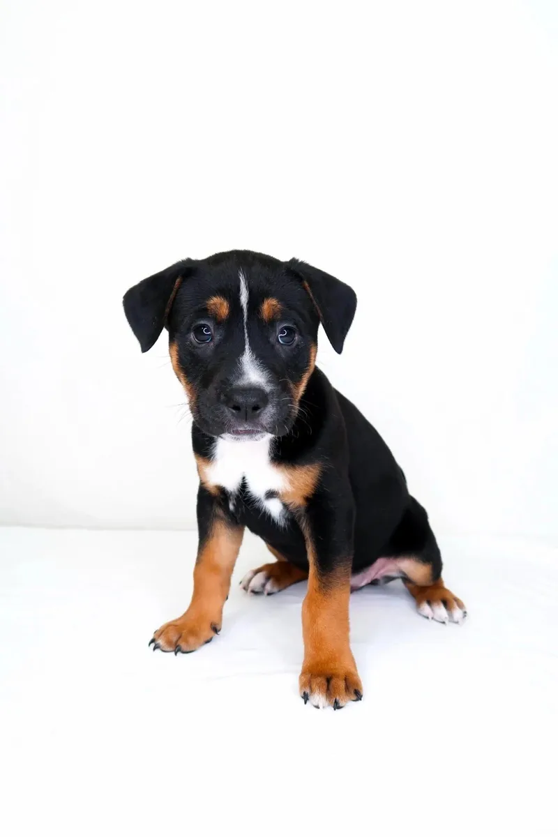 A baby medium-sized female Tricolor (Brown, Black, & White) Pit Bull Terrier dog named Kiwi for adoption in Bixby, OK