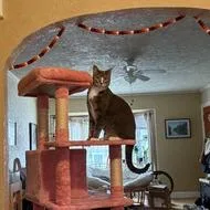 A senior large-sized male Gray / Blue / Silver Domestic Short Hair cat named Apollo for adoption in Middleton, WI
