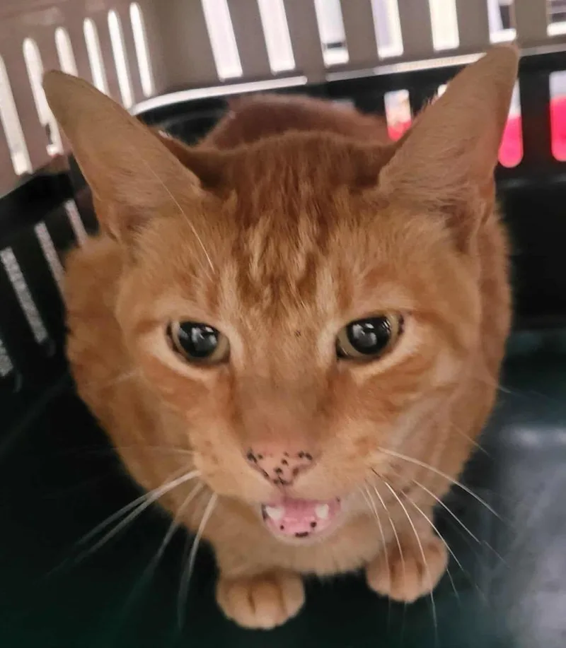 An adult medium-sized male Domestic Short Hair cat named Chico for adoption in Republic, MO